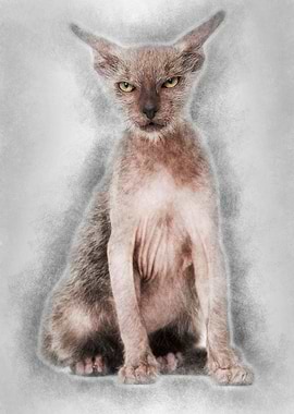 Kitten Lykoi cat 3 months