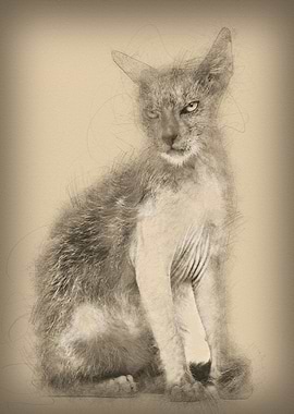 Kitten Lykoi cat 3 months