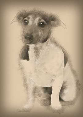 Jack Russell Terrier 4 yea