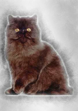 Portrait of Persian cat 7