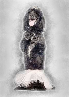 Poodle 5 years old standin