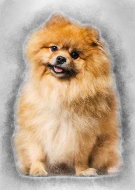 Spitz dog sitting against