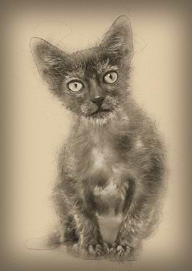 Kitten Lykoi cat 3 months