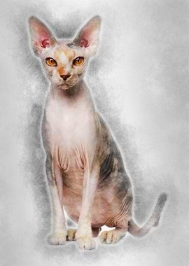 Sphynx cat 1 year old sitt