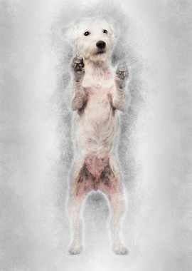 Parson Russell Terrier sta