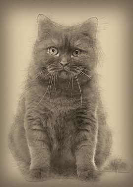 British Shorthair 20 month