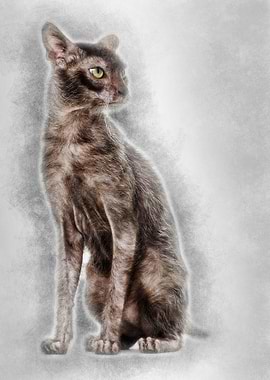 Lykoi cat also called the