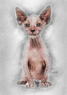 Kitten Lykoi cat 7 weeks o