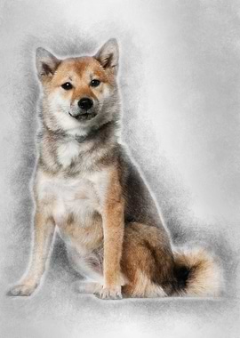 Shiba Inu 1 year old sitti