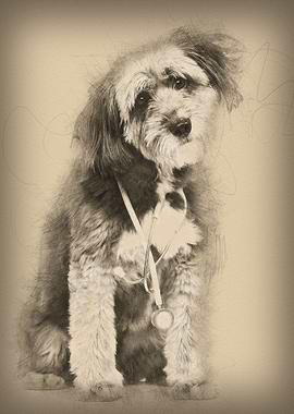 Crossbreed 4 years old sit