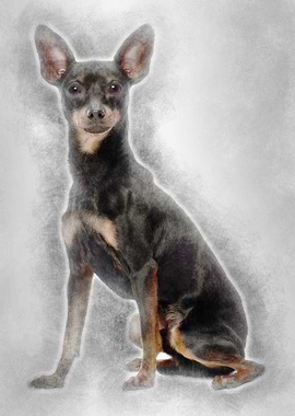 Miniature Pinscher 10 mont