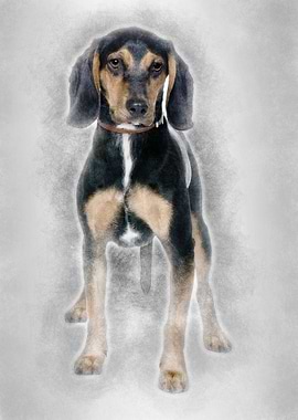 Cross breed with a Beagle