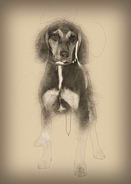 Cross breed with a Beagle