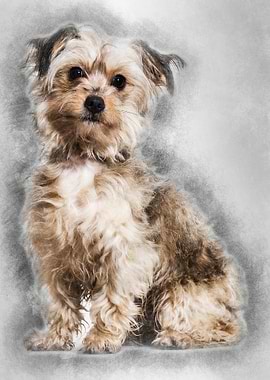 Mixedbreed dog sitting aga