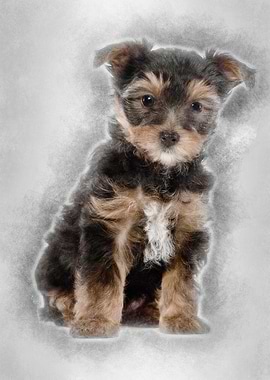 Yorkshire Terrier puppy 7
