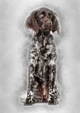 Munsterlander dog 9 month