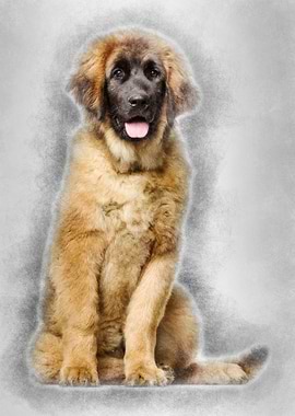 Leonberger puppy 4 months