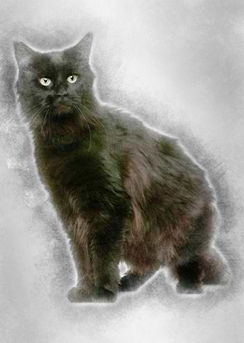 Maine coon 3 years old sit