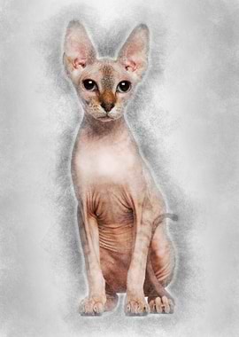 Portrait of Sphynx cat 6 m