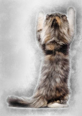 Rear view of an American C