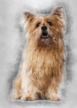 Cross breed 8 years old si