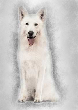 Swiss Shepherd dog 5 years