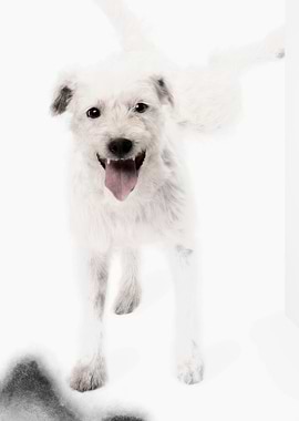 Parson Russell terrier uri