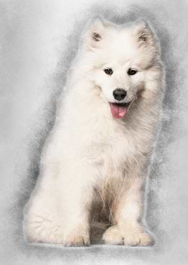 Samoyed puppy sitting agai