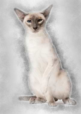 Siamese cat portrait again