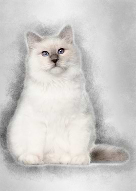 Portrait of Birman cat 6 m