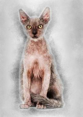 Kitten Lykoi cat 3 months