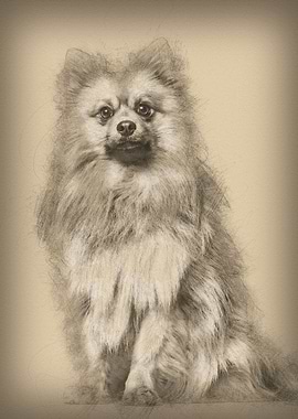 Keeshond dog sitting again