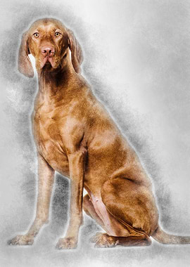 Vizsla dog 15 years old si