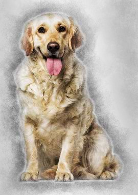 Labrador Retriever dog 1 y