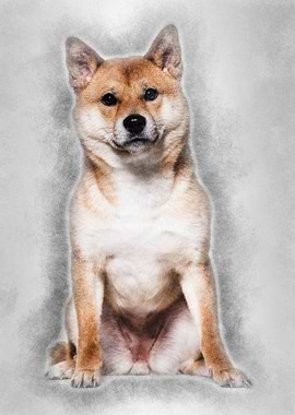 Shiba Inu sitting against