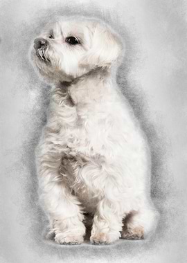 Maltese dog sitting agains