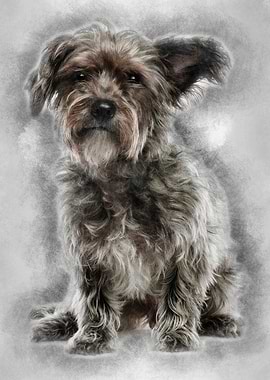 Mixedbreed dog 3 years old