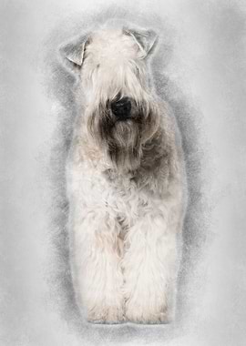 Softcoated Wheaten Terrier