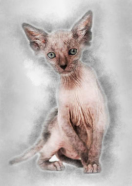 Kitten Lykoi cat 7 weeks o