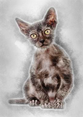 Kitten Lykoi cat 3 months