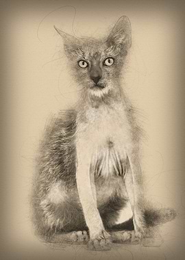 Kitten Lykoi cat 3 months