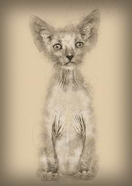 Kitten Lykoi cat 7 weeks o