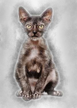 Kitten Lykoi cat 3 months