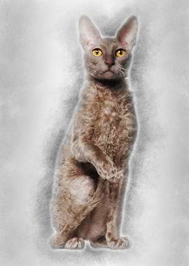 Portrait of Cornish Rex ca
