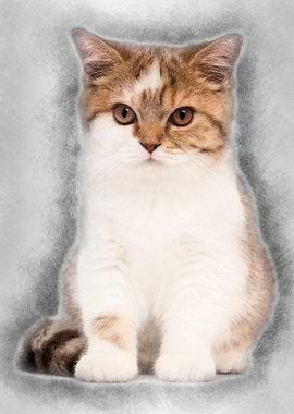 British Shorthair kitten 3
