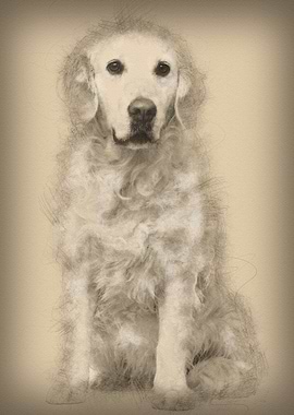 Golden Retriever 6 years o