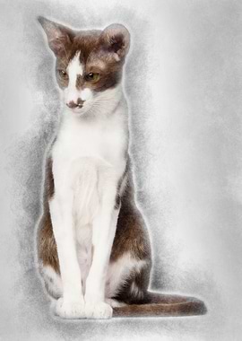 Oriental Shorthair sitting