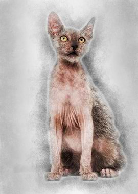 Kitten Lykoi cat 3 months