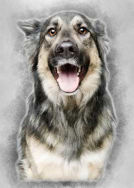 beautiful dog isolated on