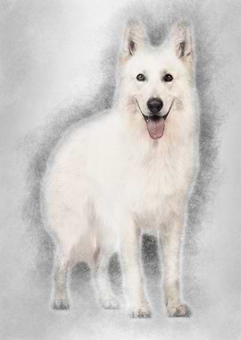 Swiss Shepherd dog 5 years